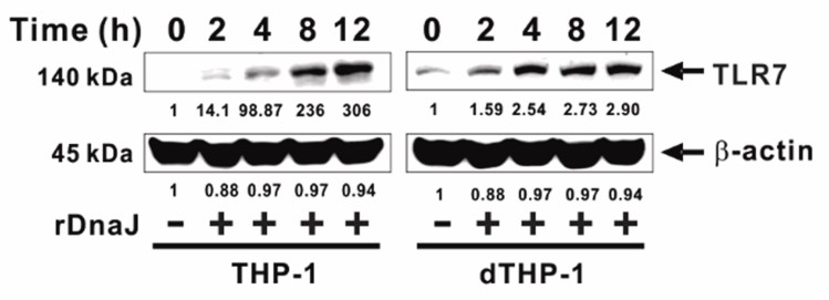 P. aeruginosa-derived DnaJ induces the expression of TLR7.jpg